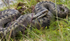 Adders, Isle of Mull, Scotland July 2015