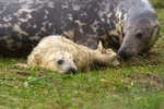 Grey Seal And Her Pup