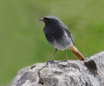 Black Redstart