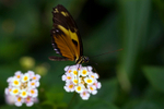 Harmonia Tigerwing Butterfly - 0219
