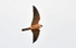 Red-footed Falcon