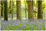 The Bluebell Woods, Portglenone (IMG1172)