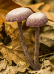 Toadstall 0237-2-2