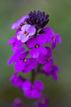 EF6A1140_Erysimum