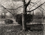 Maple, Pennsylvania, 1983