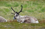 Reindeer