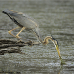 2nd Print Purple Crested Heron Royston Packer