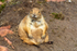 Black-tailed Prairie Dog - DSC_9572