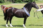 SIAL7125