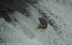 Salmon jumping at Brooks falls.