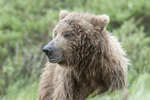 McNeil River Bears