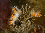 Microchlamylla gracilis
