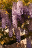 Wisteria