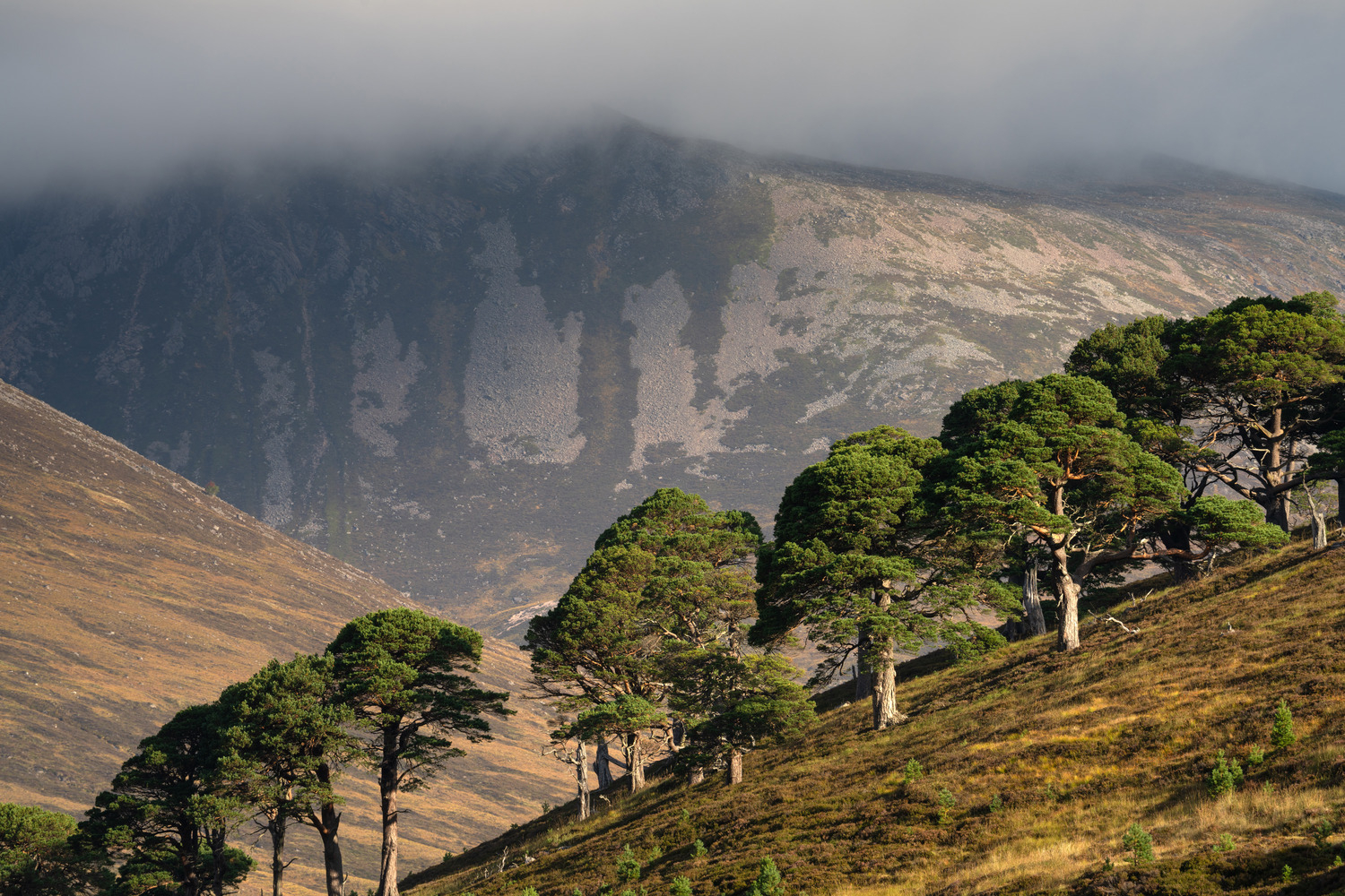 Etchachan Pines