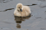 Cygnets 2