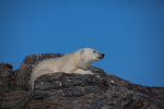 Polar bear  7897