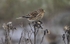 Twite