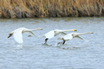 Three Whooper Swans taking off at Otmoor