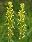 Common Twayblade