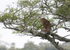 Leopard Female