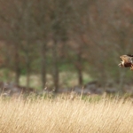 Marsh Harrier