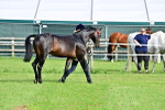 SBM_00935