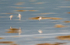SBP001: Ringed Plovers