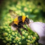 B-01-The Humble Bumble