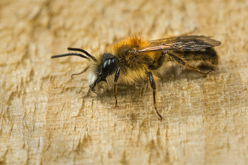 [i]Andrena fulva[/i] male. Staffordshire garden, April 2016. Note mandibles with "tooth" at base.