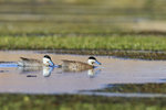 Puna Teals swimming, Rio Putana, Machuca, Chile