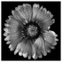 Flowers - Studio Series-8