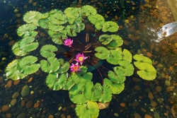 KM-358M Chi Lin Nunnery lotus