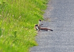 Stoats