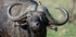 Buffalo2