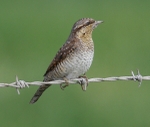 Wryneck
