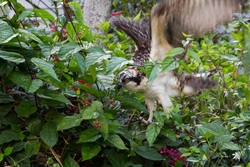 Osprey_0002