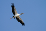 Wood Stork