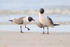 Laughing Gulls on North Beach, Fort De Soto Park, Florida