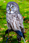 great grey owl stryx nebulosa-5309