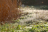 Dew and Web