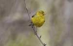 Canary.