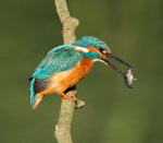 Kingfisher - Alcedo atthis