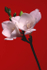 Freesia