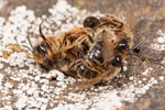 Andrena flavipes