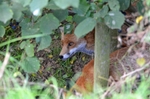 Red Fox