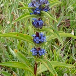 Cross Gentian (Gentiana cruciata)