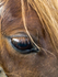Suffolk Punch, the eyes have it...