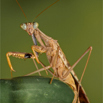 Print - Bronze - Charlie Kidd - Madagascan Marbled Mantis