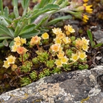 Musky saxifrage (Saxifraga exarata ssp moschata)