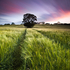Barley & Tree